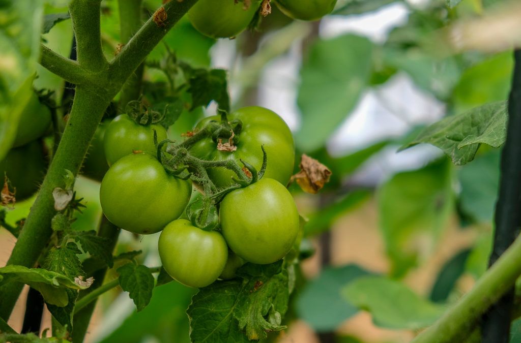 Permaculture : la transfor’Mare est née !